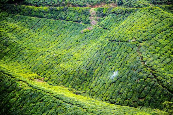 Чайная плантация Cameron Highlands в Малайзии, расположенная на высоте 1300 – 1800 метров над уровнем моря. Несмотря на невероятно жаркий малайзийский климат, на чайных плантациях всегда прохладно. - Sputnik Беларусь