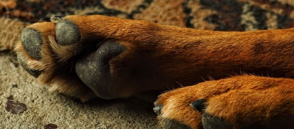 Собачьи лапы, архивное фото - Sputnik Беларусь