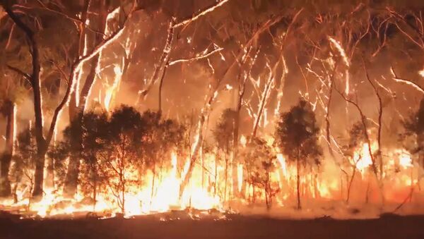 Масштабный пожар охватил национальный парк в Австралии - Sputnik Беларусь
