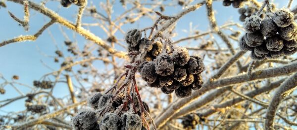 Рабіна зімой Рабіна зімой - Sputnik Беларусь