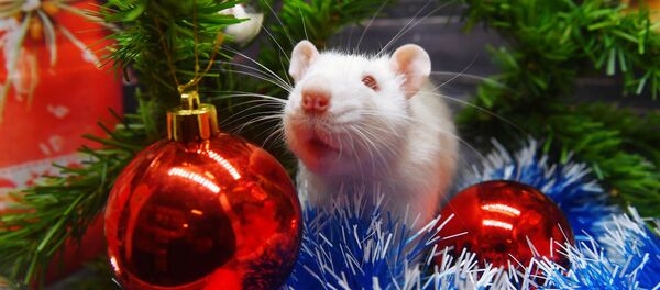 Символ Нового 2020 года - Sputnik Беларусь