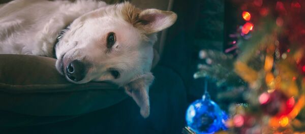 Хандра в Новый год Хандра в Новый год - Sputnik Беларусь