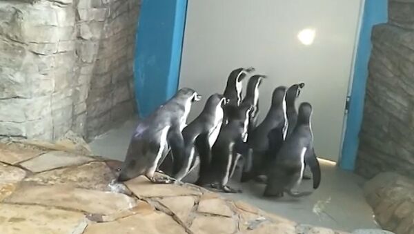 Ласты вверх: как пингвины в зоопарке делают зарядку - видео - Sputnik Беларусь
