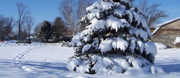 Елка под снегом - Sputnik Беларусь