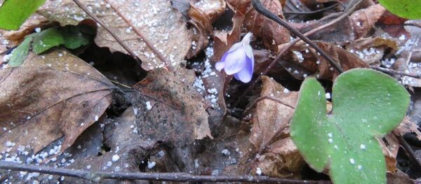Первоцвет в Березинском заповеднике - Sputnik Беларусь