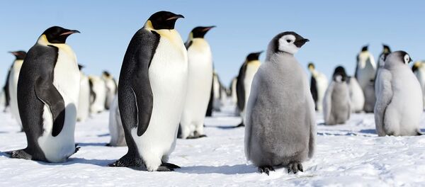 Пингвины Антарктиды - Sputnik Беларусь