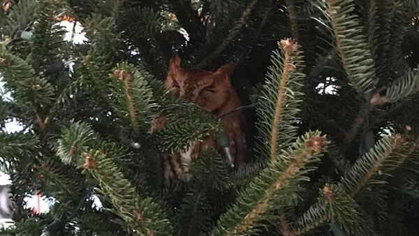 Семья купила елку к Рождеству и нашла на ней живую сову - Sputnik Беларусь