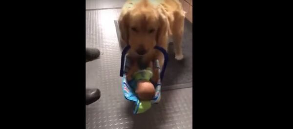 Полицейский пес попался на краже рождественских подарков - Sputnik Беларусь