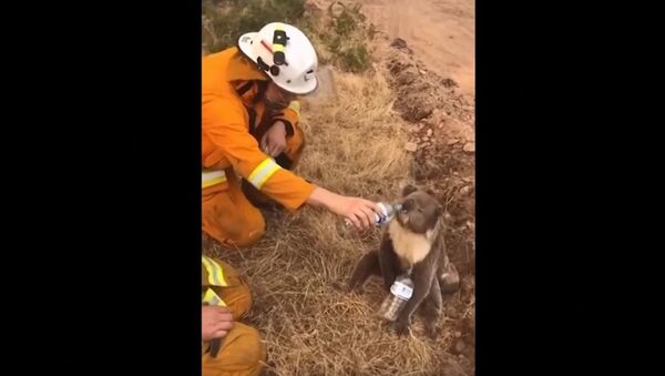 Австралийский пожарный напоил водой спасенную из огня коалу  - Sputnik Беларусь