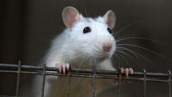По уровню интеллекта крысы не уступают собакам, так уверяют их владельцы - Sputnik Беларусь