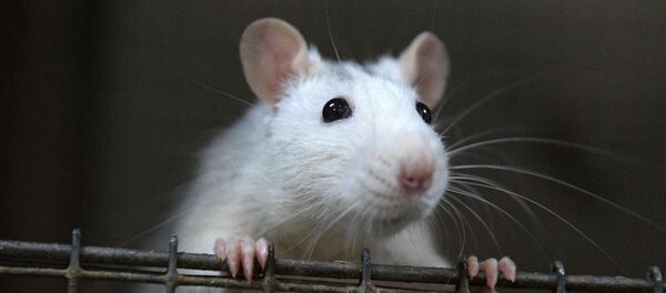 По уровню интеллекта крысы не уступают собакам, так уверяют их владельцы По уровню интеллекта крысы не уступают собакам, так уверяют их владельцы - Sputnik Беларусь