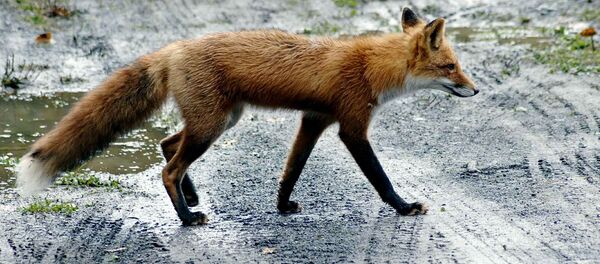 Лиса, архивное фото - Sputnik Беларусь