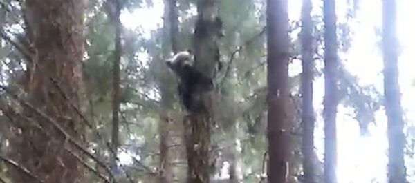 Белорусским медведям не спится - Sputnik Беларусь