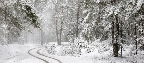 Зимний лес в снегу - Sputnik Беларусь