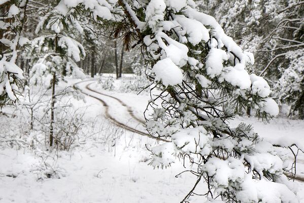 Зимний лес в снегу - Sputnik Беларусь