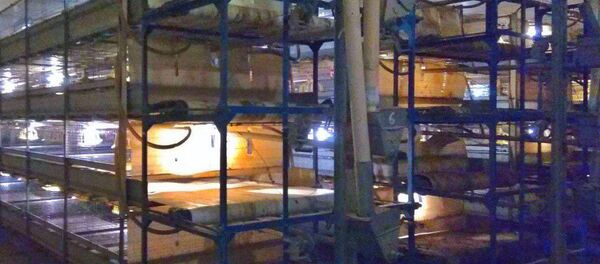 Работники птицефабрики стащили к Новому году 250 бройлеров - Sputnik Беларусь