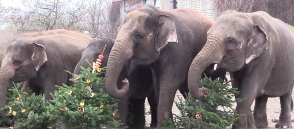 Забавные животные: слоны объедаются новогодними елками - Sputnik Беларусь