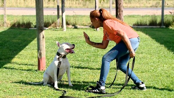 Глухая собака выучила язык жестов - Sputnik Беларусь
