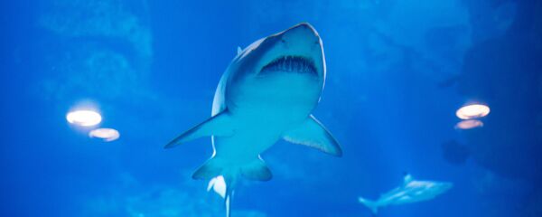 Акула, архивное фото - Sputnik Беларусь