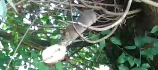 Что пришлось пережить крысе, чтобы поесть - Sputnik Беларусь