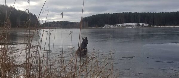 Лось провалился под лед в Смолевичском районе - Sputnik Беларусь