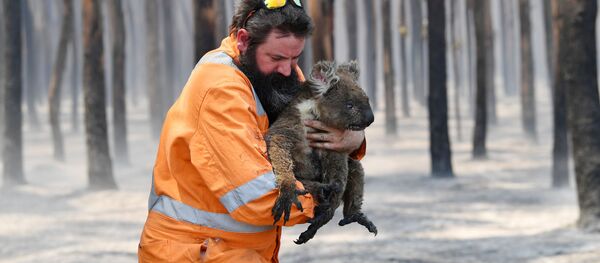 Спасатель с коалой в Австралии - Sputnik Беларусь