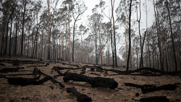 Последствия лесных пожаров в Австралии  - Sputnik Беларусь