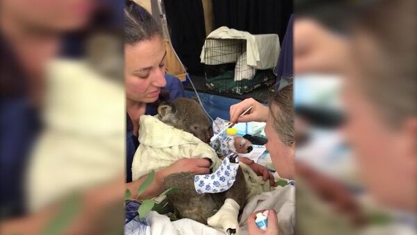  Австралийские ветеринары спасают коалу - Sputnik Беларусь