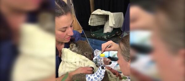 Австралийские ветеринары спасают коалу Австралийские ветеринары спасают коалу - Sputnik Беларусь