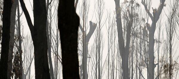 Последствия пожаров в Австралии - Sputnik Беларусь