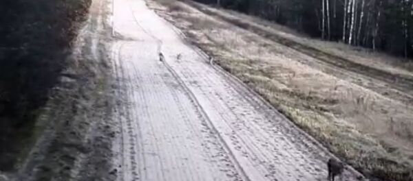 Рысята устроили игры на белорусско-литовской границе - видео - Sputnik Беларусь