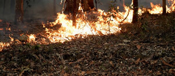 Лесные пожары в Австралии - Sputnik Беларусь