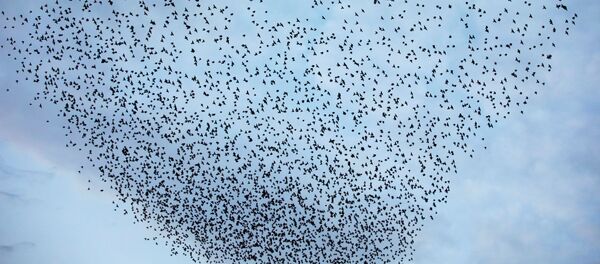 Стая скворцов - Sputnik Беларусь