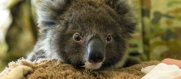 Коалы прячутся в воде, спасаясь от пожаров в Австралии - Sputnik Беларусь