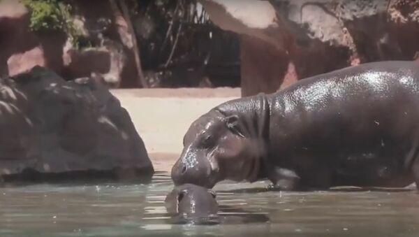 Карликовый бегемот родился в чилийском зоопарке, видео - Sputnik Беларусь
