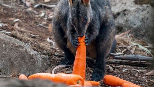 В Австралии страдающим от пожаров животным сбросили тонны моркови - Sputnik Беларусь