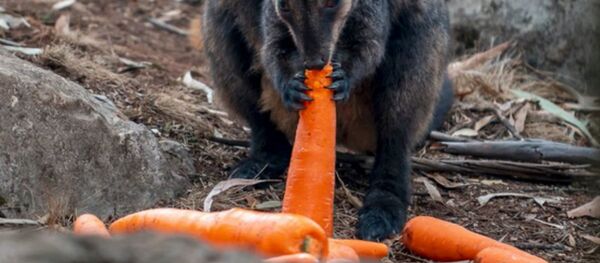 В Австралии страдающим от пожаров животным сбросили тонны моркови В Австралии страдающим от пожаров животным сбросили тонны моркови - Sputnik Беларусь