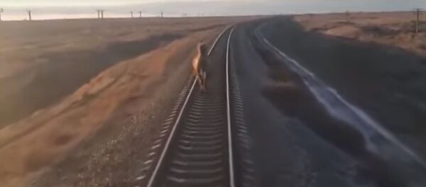 Бежал впереди паровоза: верблюд задержал поезд на 44 минуты - Sputnik Беларусь