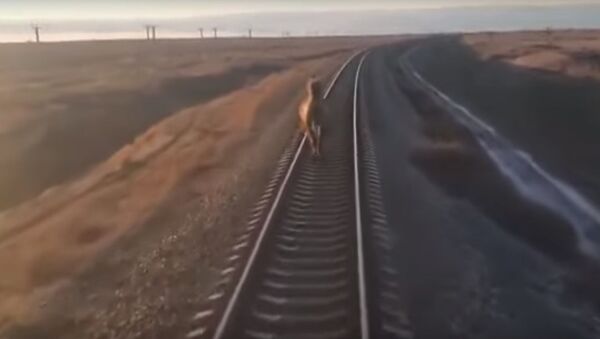 Бежал впереди паровоза: верблюд задержал поезд на 44 минуты - Sputnik Беларусь