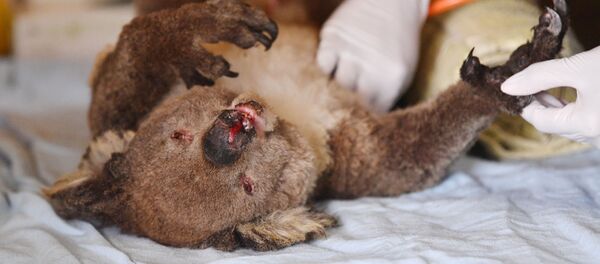 Ветеринары и волонтеры осматривают коалу в парке дикой природы в Австралии Ветеринары и волонтеры осматривают коалу в парке дикой природы в Австралии - Sputnik Беларусь