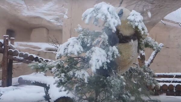Панда обрадовалась снегу в Московском зоопарке и разнесла вольер  - Sputnik Беларусь