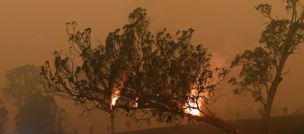 Пожары в штате Новый Южный Уэльс, Австралия - Sputnik Беларусь