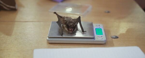 Белорусские летучие мыши зимуют в холодильнике - Sputnik Беларусь