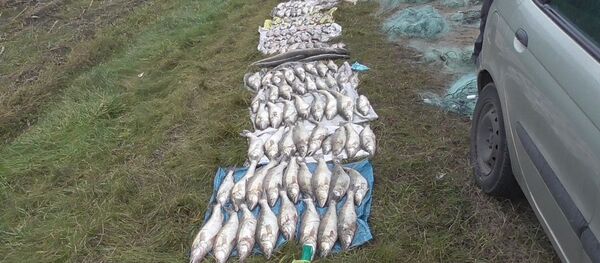 Пойманная браконьерами рыба - Sputnik Беларусь