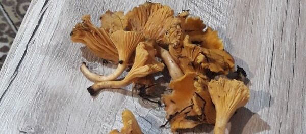 Пад Лідай ў сярэдзіне студзеня растуць лісічкі Пад Лідай ў сярэдзіне студзеня растуць лісічкі - Sputnik Беларусь