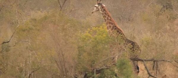 Восемь львиц напали на жирафа, видео - Sputnik Беларусь