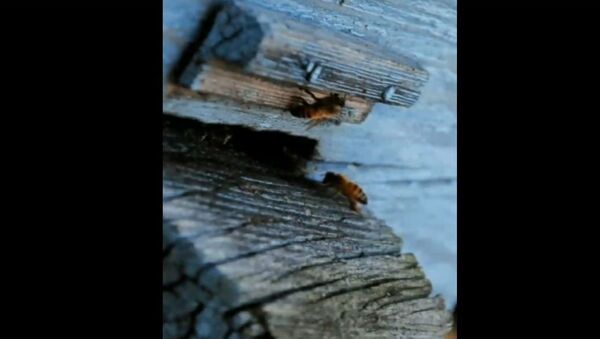 В Бресте в середине зимы проснулись пчелы - Sputnik Беларусь