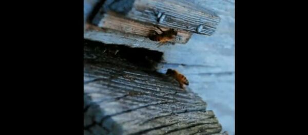 В Бресте в середине зимы проснулись пчелы В Бресте в середине зимы проснулись пчелы - Sputnik Беларусь