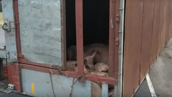 Грузовик с живыми свиньями перевернулся возле Бобруйска - видео - Sputnik Беларусь
