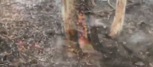 Ливни обрушились на регионы Австралии, которые пострадали от пожаров - Sputnik Беларусь